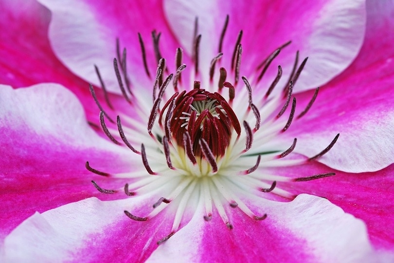 clematis-pixabay