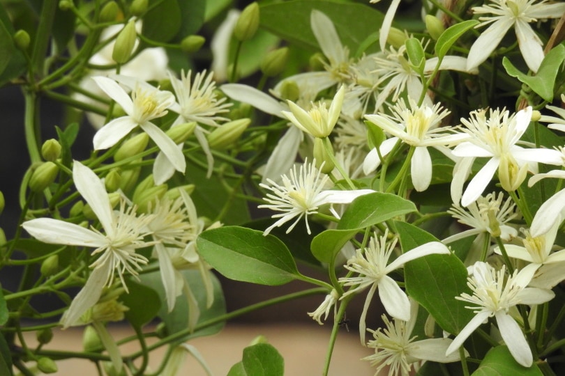 clematis vitalba