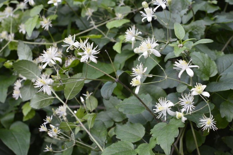 clematis vitalba