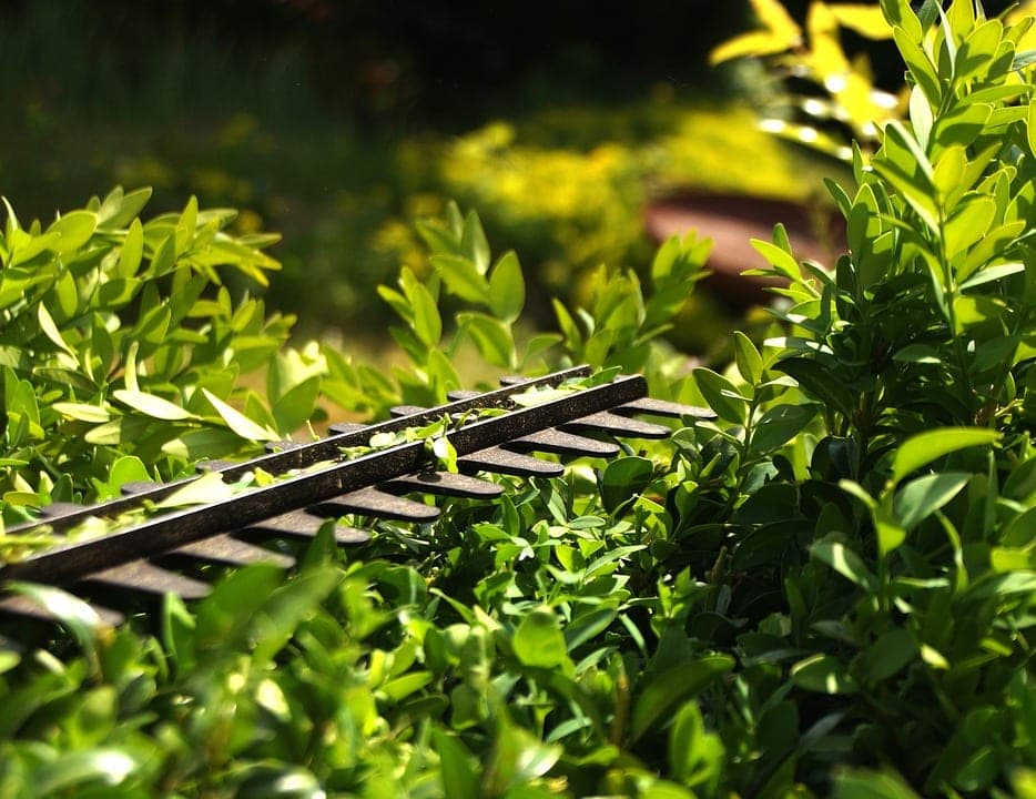 close up hedge trimmer in the garden