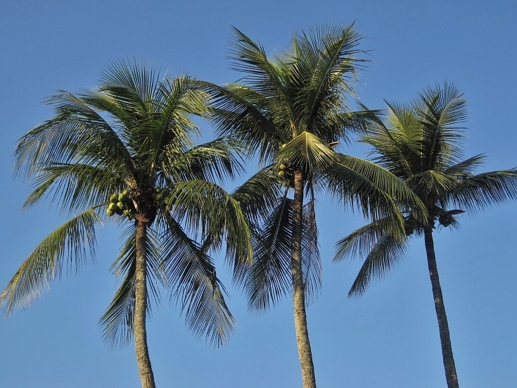 Coconut trees