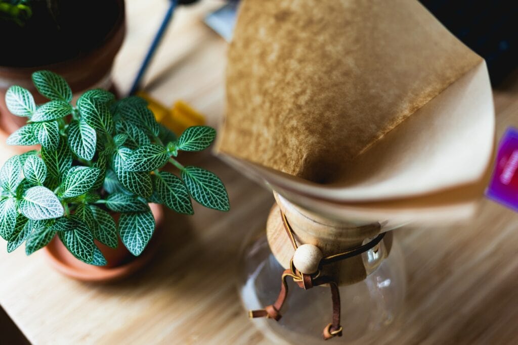 coffee filter near a potted plant