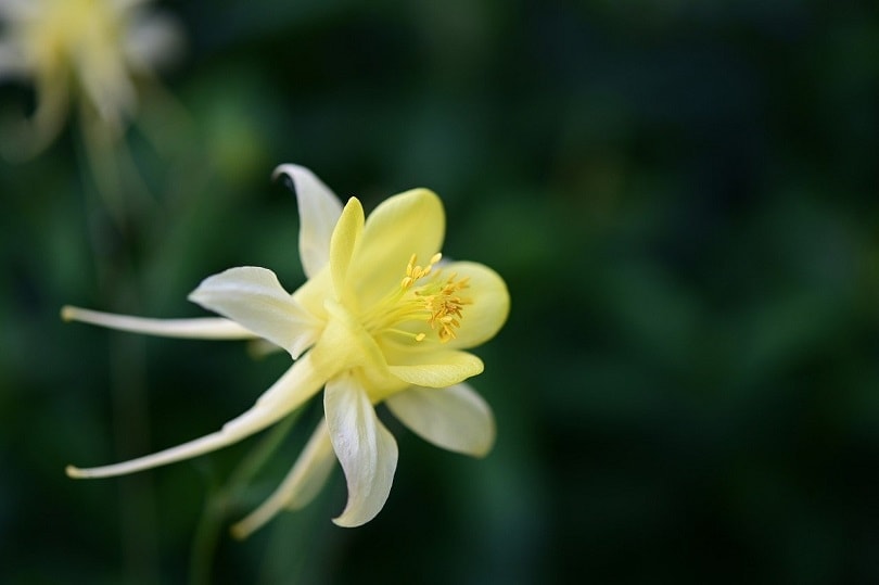 columbine-pixabay