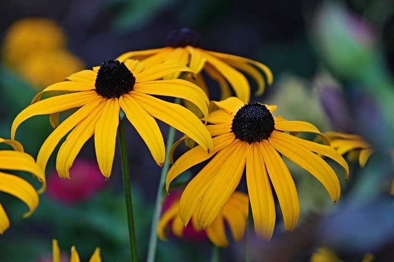 coneflower-pixabay