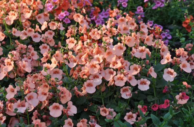 coral bells