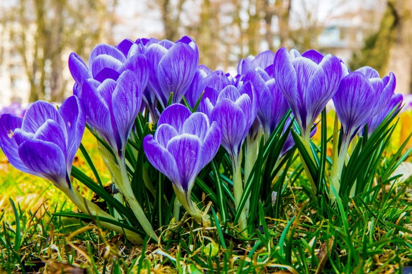 crocus flowers
