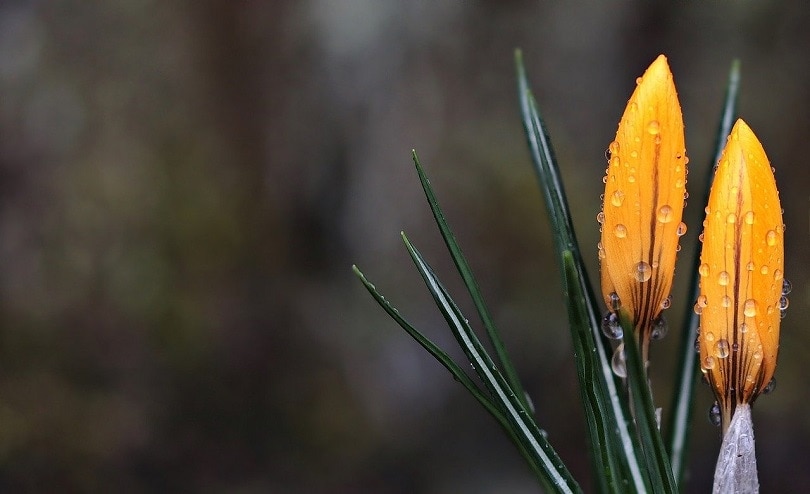 crocus-pixabay