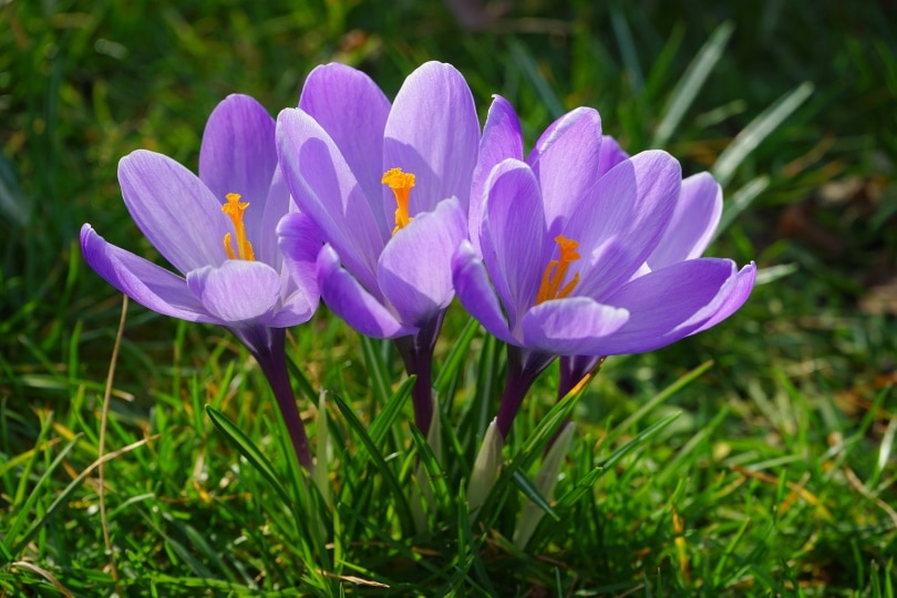 crocuses flowers