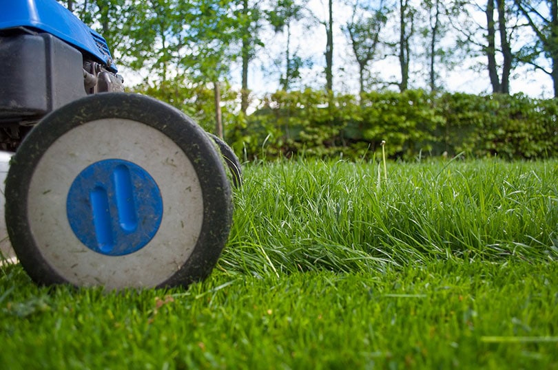 cropped black and blue lawn mower on grass