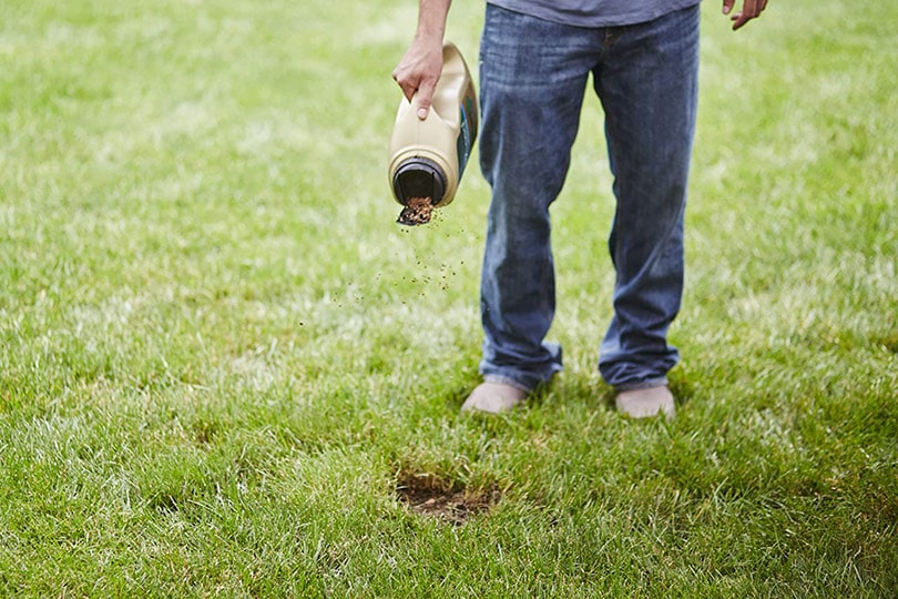 cropped man dropping grass seed on dog urine spot