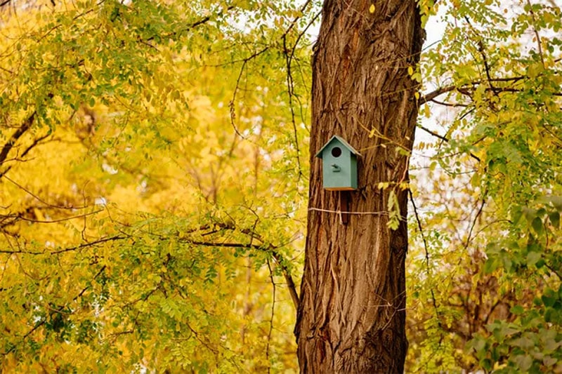 Cuteness How to Build Birdhouse for Finches