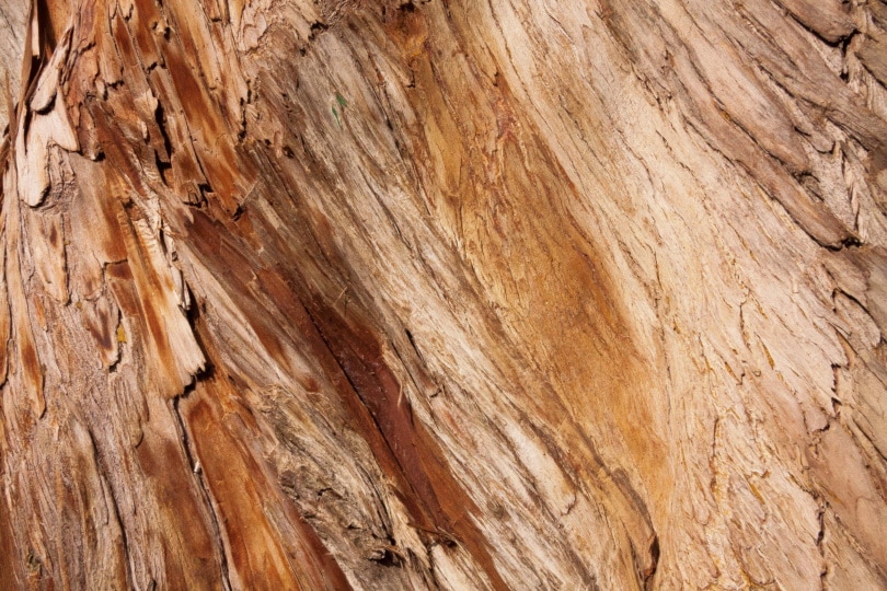 Cypress wood