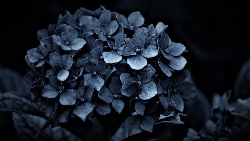 dark hydrangea