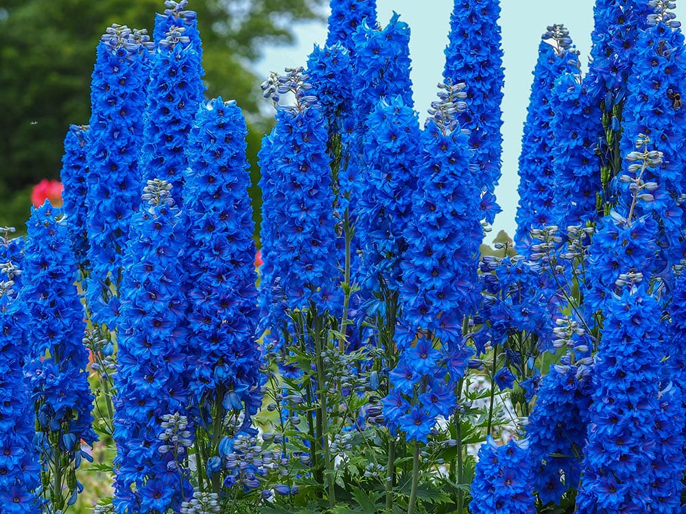 Delphinium Faust flower