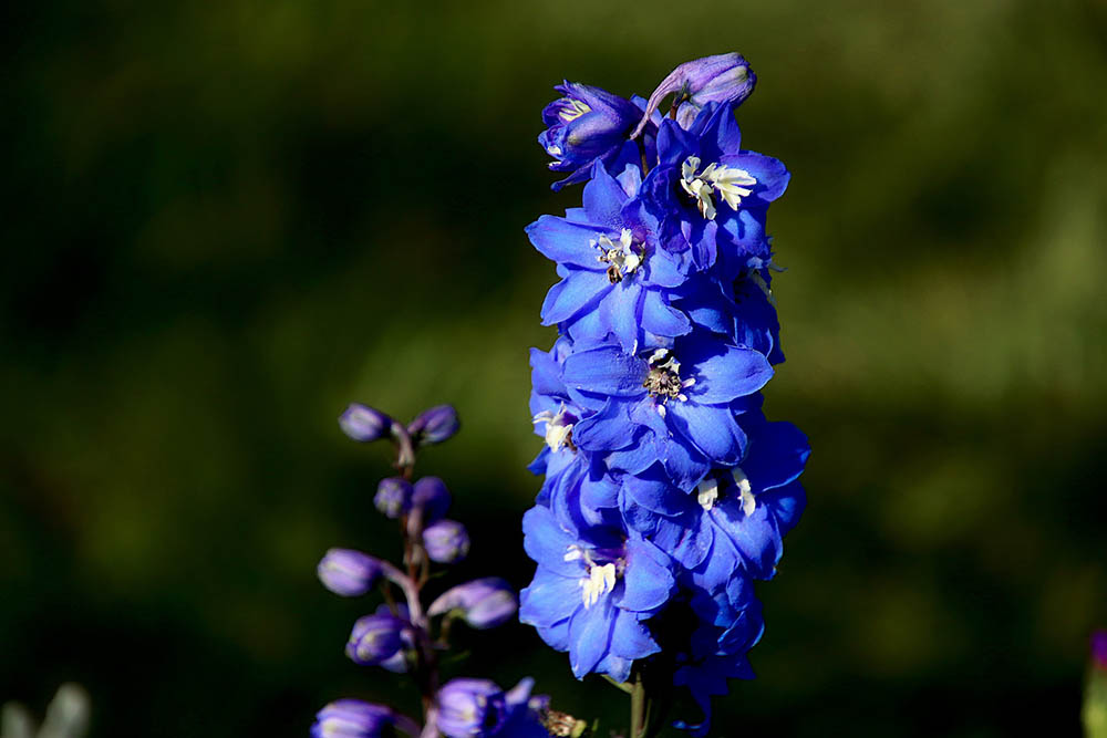 Delphinium Flowers