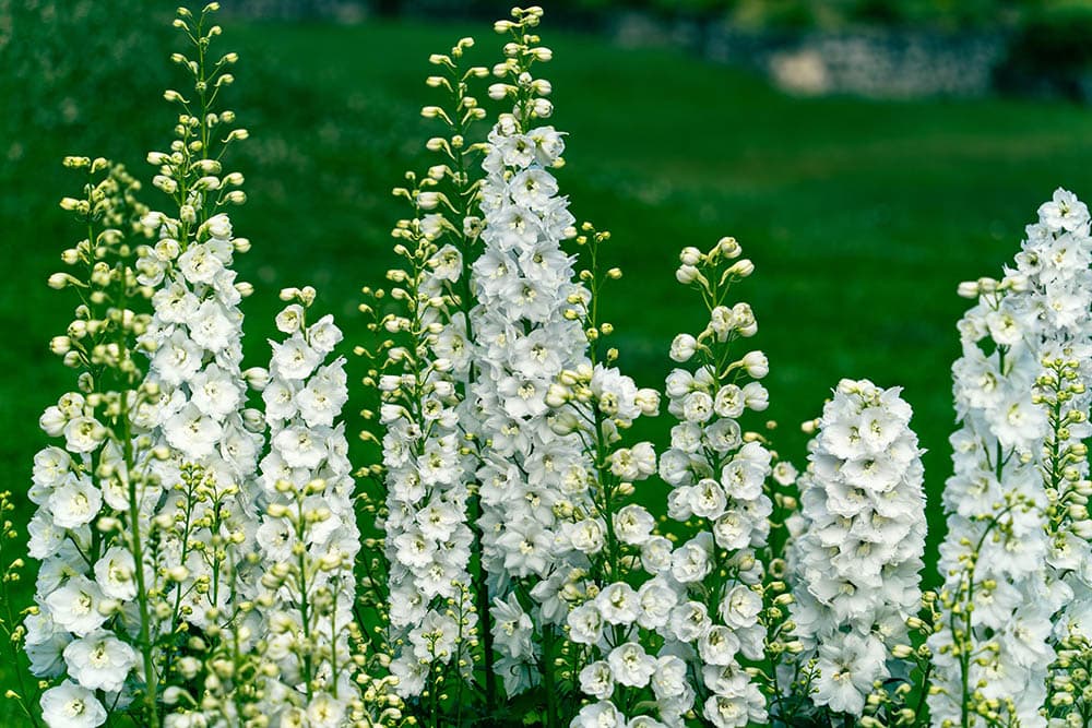 Delphinium Galahad flower