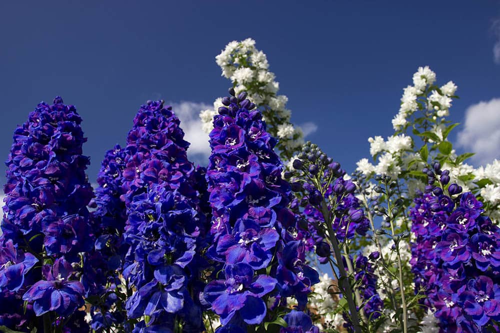Delphinium guardian blue
