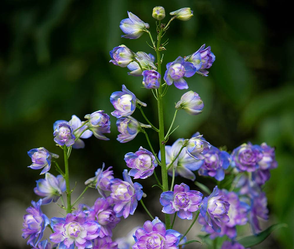 Delphinium Highlander Blueberry Pie
