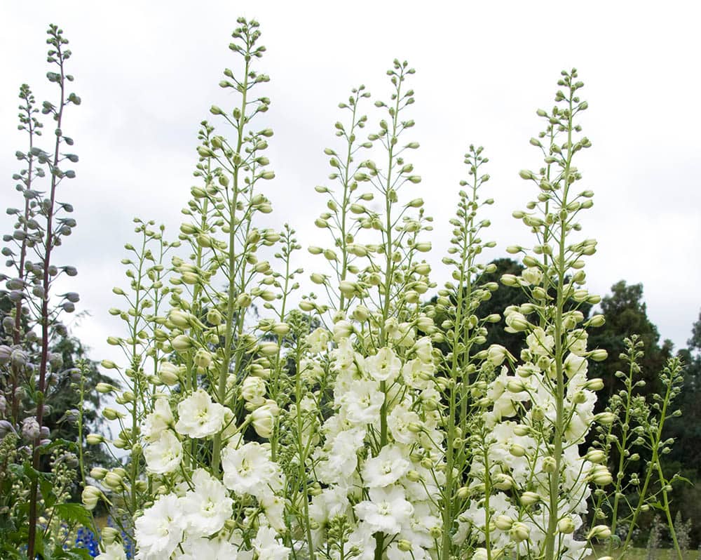 Delphinium Jill Curley
