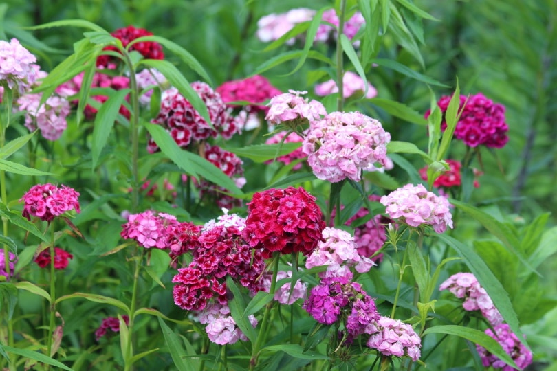 Dianthus flowers