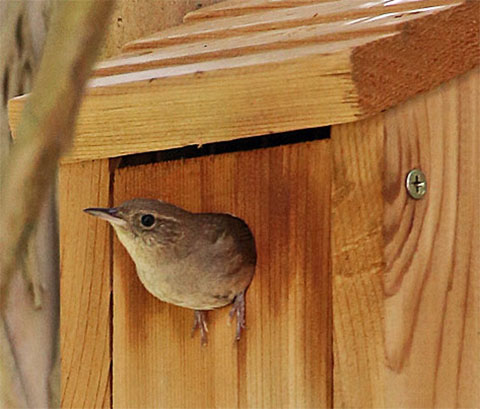 DIY Side Mounted Wren Birdhouse