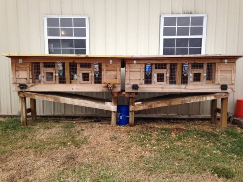 DIY rabbit hutch with automatic poop collector