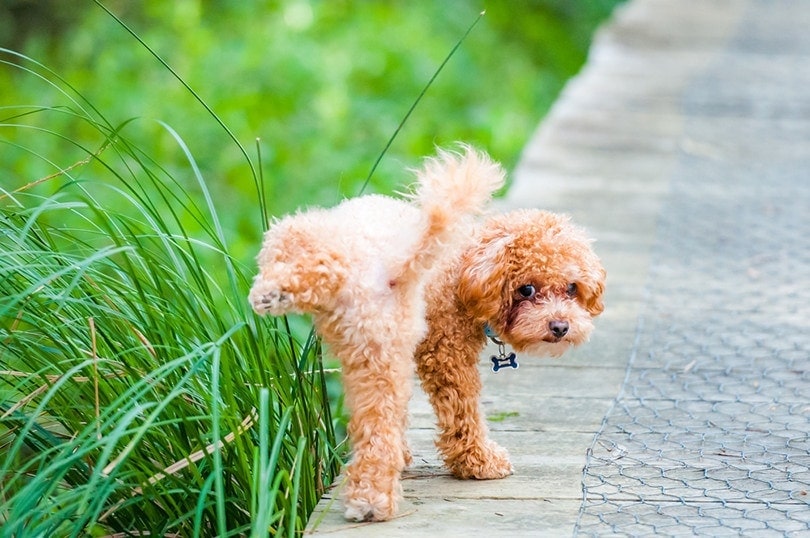 Dog-Pee-on-Grass_Ching-Louis-Liu_Shutterstock