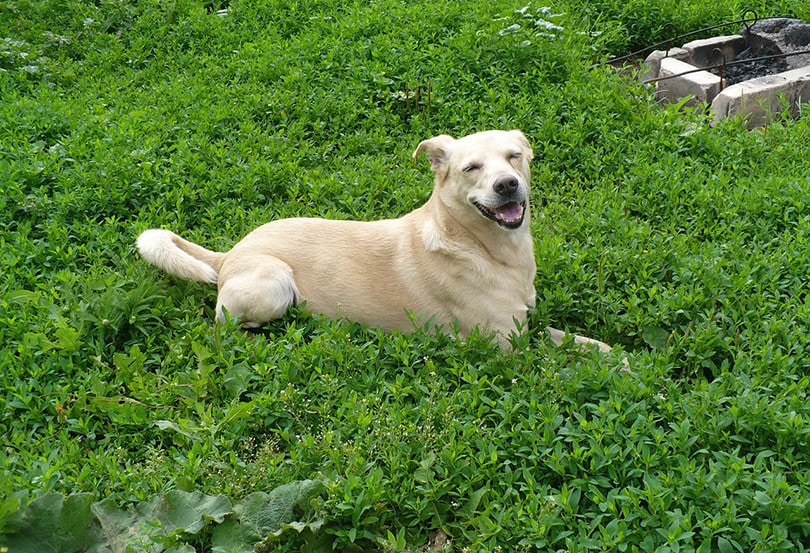 Dog Playing in Yard