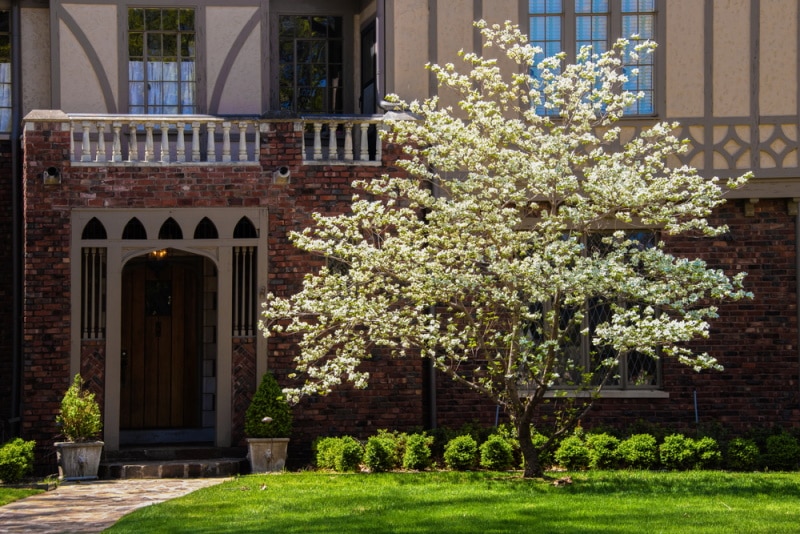 dogwood tree infront of the house