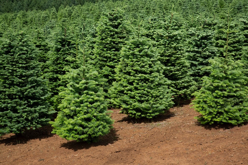 Young Douglas Firs