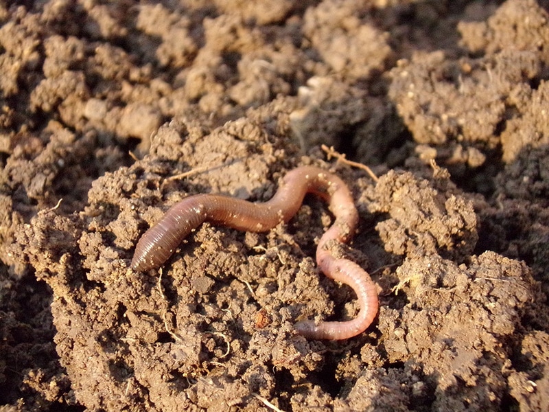 earthworm on the ground