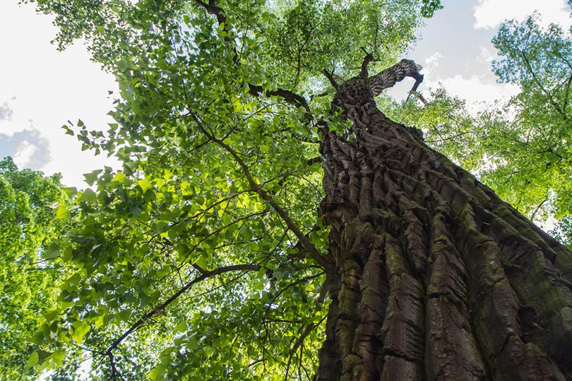 eastern cottonwood tree in a forest