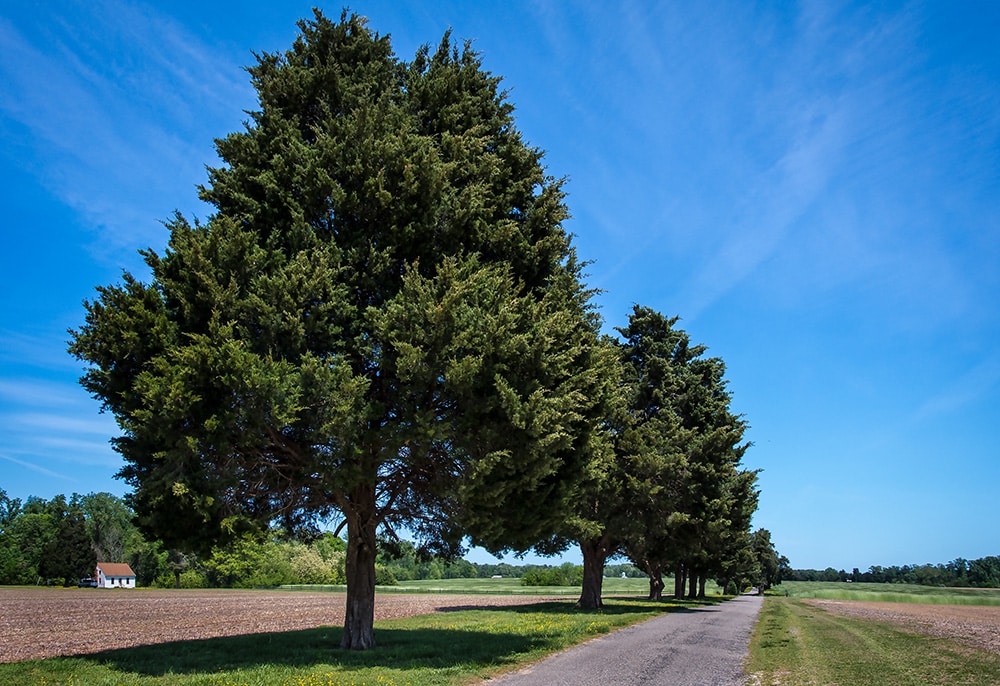 Eastern Red Cedar_Gerry Bishop_Shutterstock