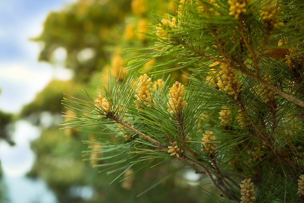 Eastern White Pine Tree_Than Sapyaprapa_Shutterstock