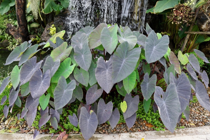 elephant ear plant