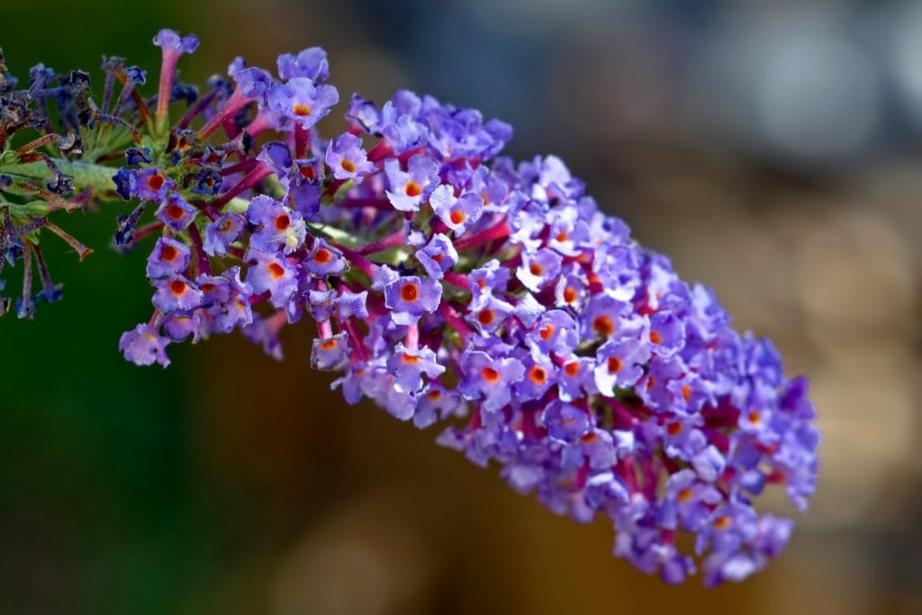 Empire Blue Butterfly Bush