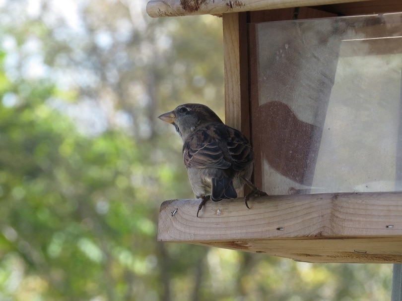 finch bird house-pixabay