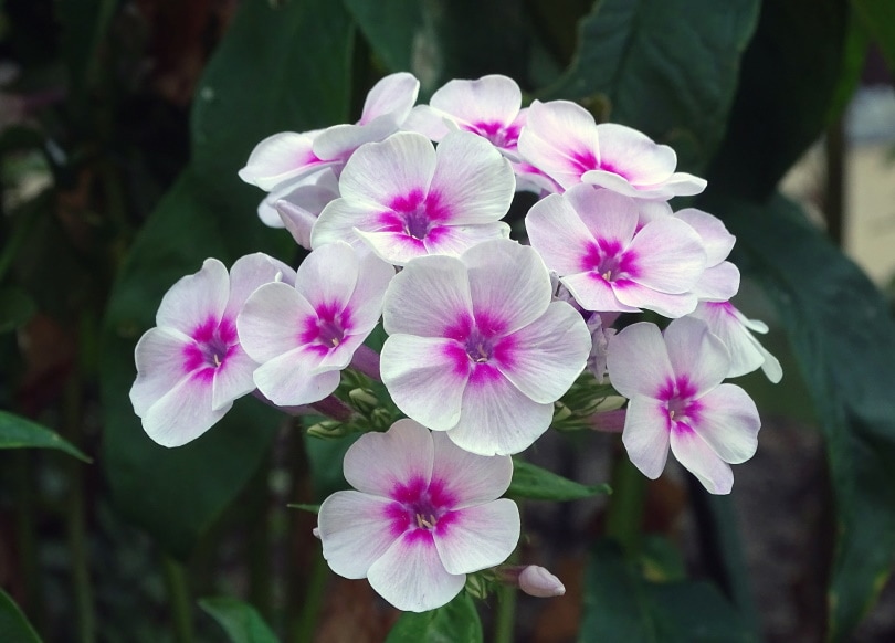 flame flower phlox