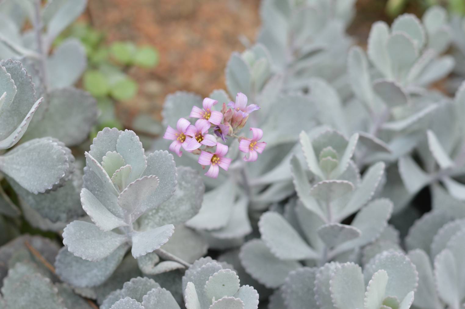 Flower Dust Plant