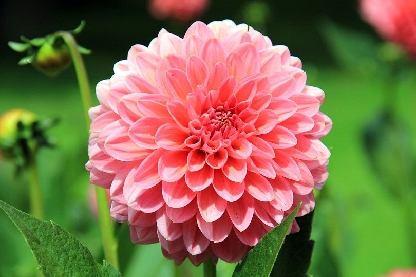flower-pixabay (2)