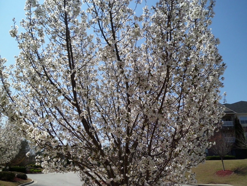 flowering dogwood tree