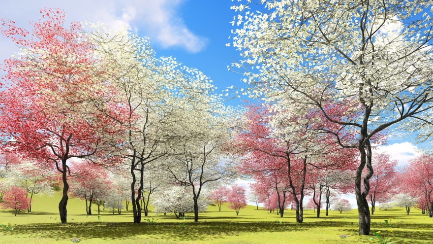 flowering dogwood trees