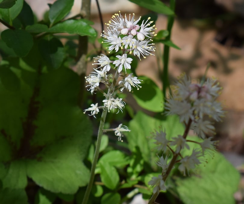 foam flower