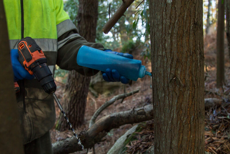 forest worker drilling tree by injecting chemical substance to kill trees in the forest