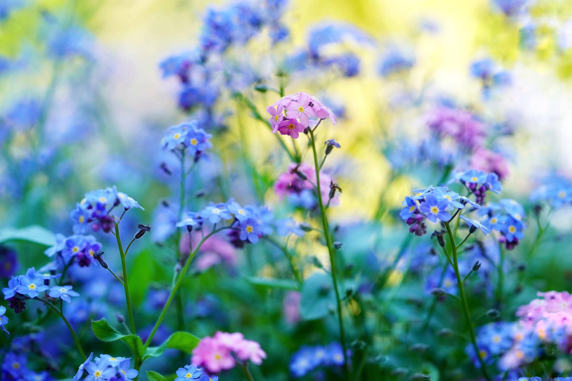 Forget me not