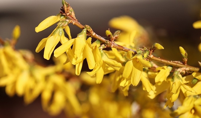 forsythia-pixabay