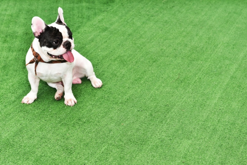 french bulldog sitting in fake grass