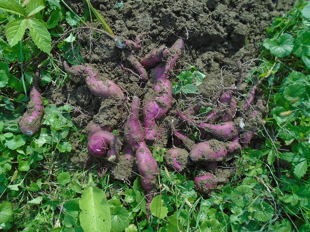 fresh harvest sweet potato crops
