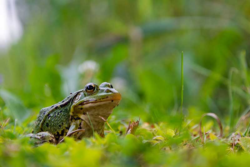 frog sitting on grass