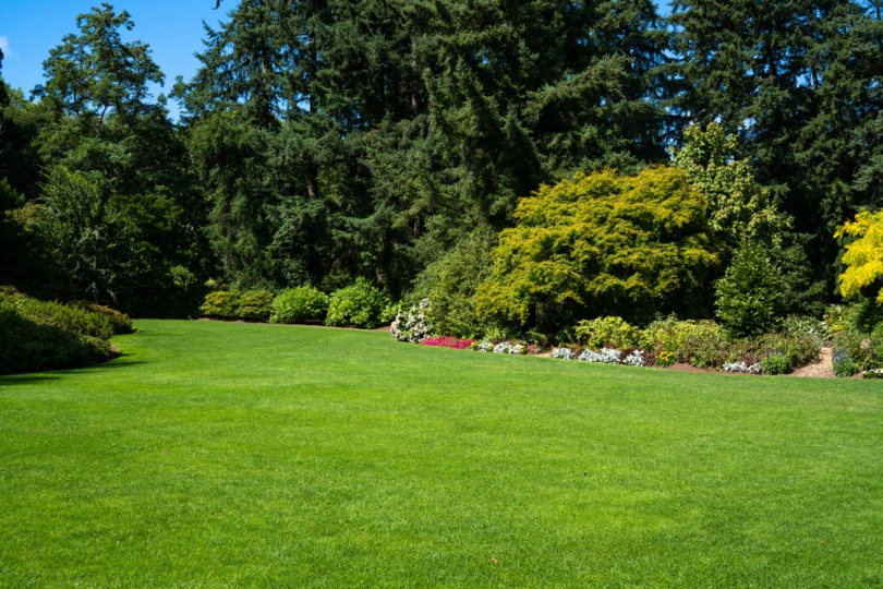 garden landscape